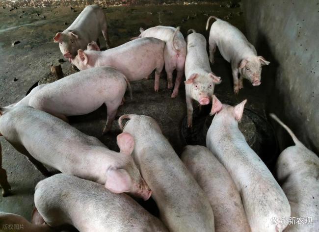 又跌1毛多！12月二师兄压力或更大？ 消费不振出栏增