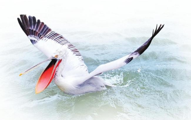 候鸟“组团”来山西越冬 生态美景迎飞羽