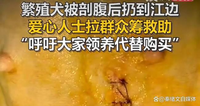 繁殖犬难产被剖腹取崽后丢弃