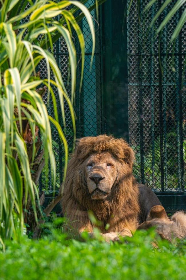 广州动物园“发型狮”阿杭退休了 开启宁静养老生活