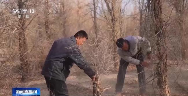 幾代護林員接力阻隔兩大沙漠合攏 綠色屏障守護家園