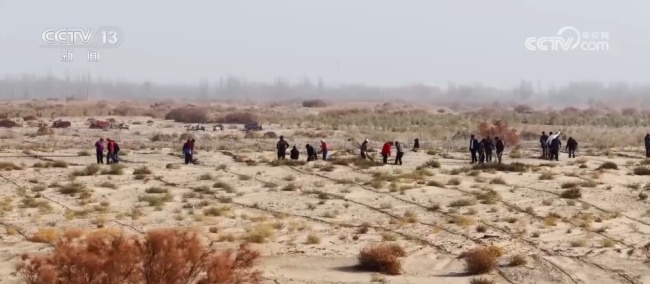 新疆沙漠中种出绿色富民“聚宝盆” 村民打赢“沙漠反击战”