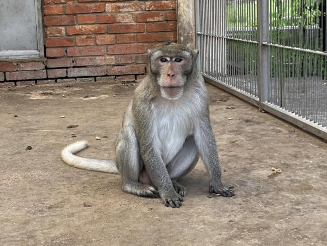 1只实验猴卖12万元仍有价无猴 猴价上扬周期再现