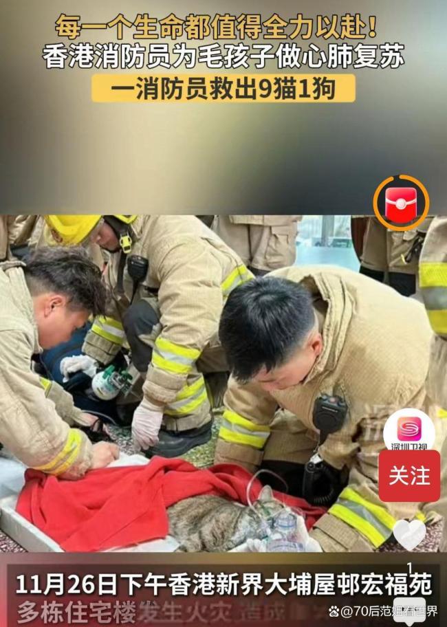 香港大埔火灾消防员救出被困狗狗 生命无贵贱，温情救援感动人心