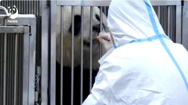 马克龙将访成都 想再租借大熊猫 外交信号与温情示好