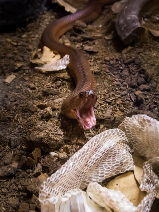 你遇到过蛇钻进酒瓶吗 罕见现象揭秘