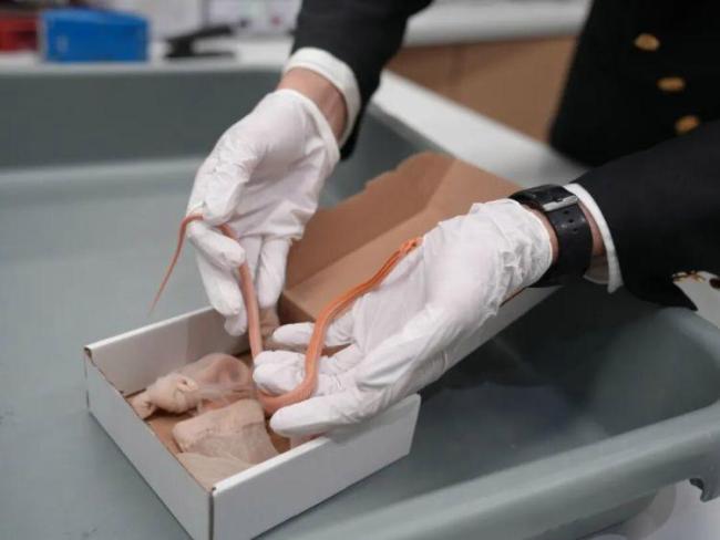 女子用丝袜装4条活蛇进境被查获 藏匿外来物种企图过关