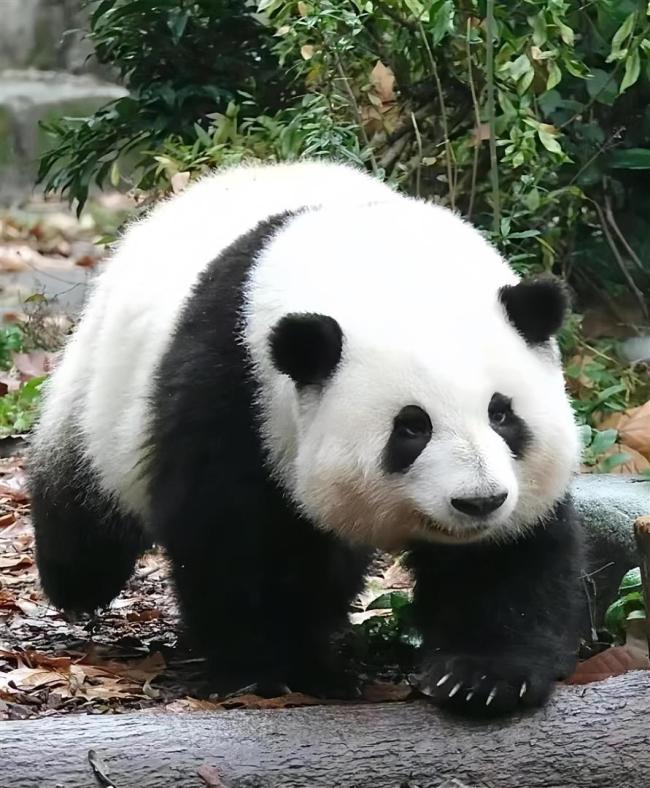 马克龙访华 寻求合作新机遇