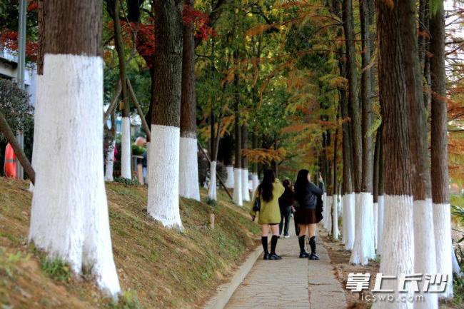 湖南烈士公园树木涂白作业基本完成 为树木筑牢越冬“防护墙”