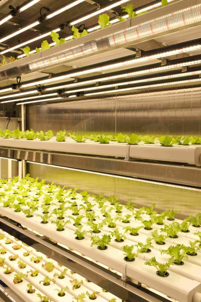 大洋極地也能種菜了 智能種植解決吃菜難