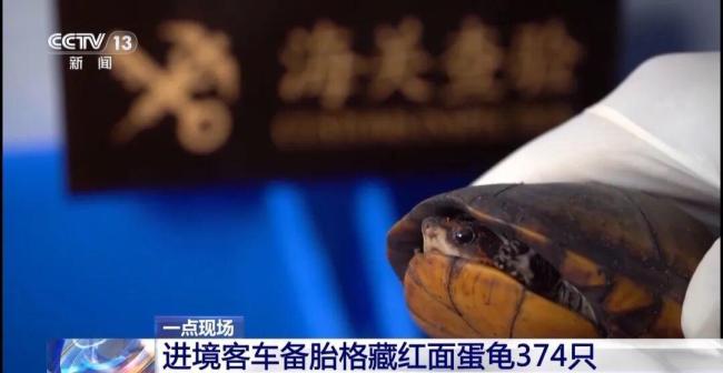 女子裤子内藏2斤多活虫入境被查 人体夹藏活虫案引发关注