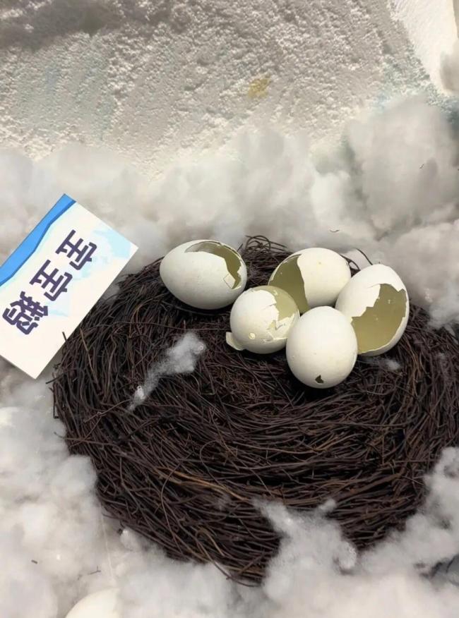 博物馆10枚珍贵企鹅蛋遭破坏