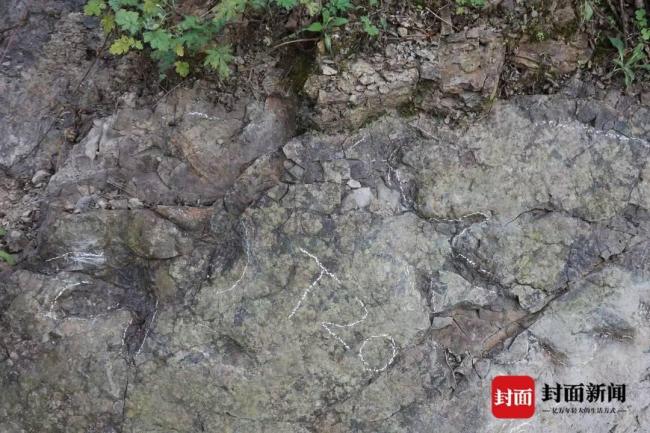 都江堰首次发现2亿年前恐龙足迹 揭开古生物秘密