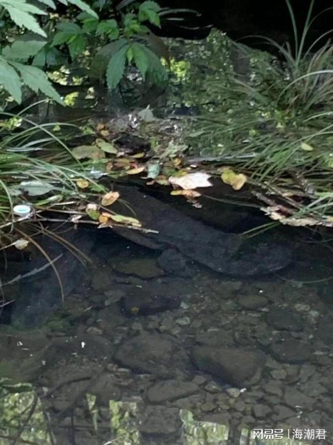 我们是否正在过度保护明星物种？警惕单一数量指标下的生态失衡 生态系统功能被忽视