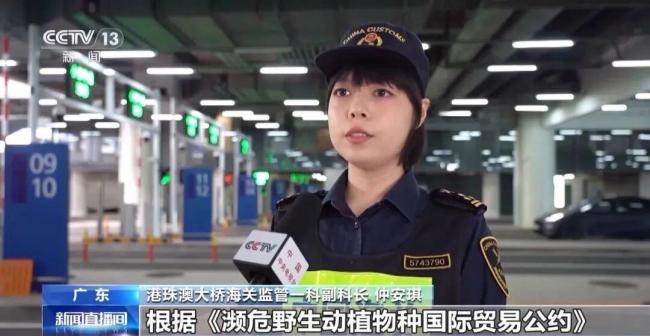 女子裤子内藏2斤多活虫入境 人体夹藏违禁品被查