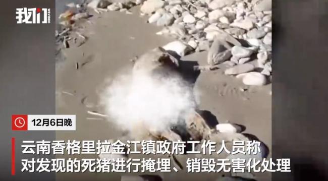 金沙江云南香格里拉段漂下多頭死豬