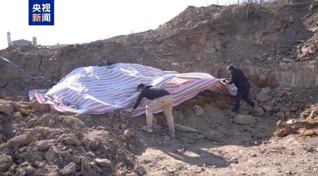 山西一工地发现2.9亿年前大型木化石 国家一级重点保护化石现身