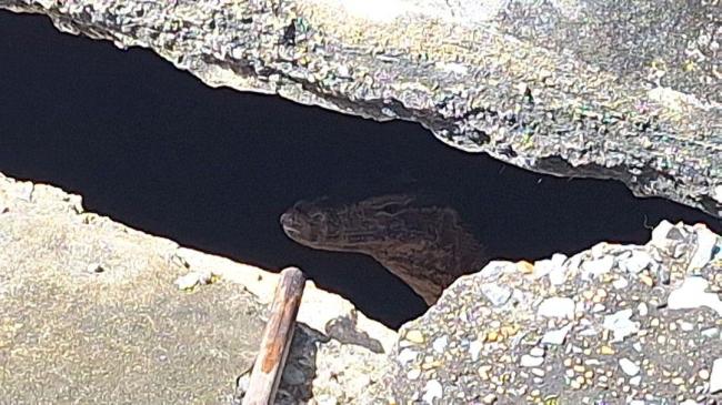 泰国弃婴遭巨蜥啃食 生母称不知怀孕