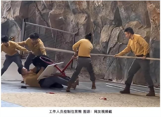 杭州野生動物園回應黑熊事件 取消行為展示并整改