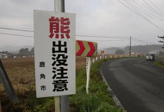 日本捕獲近400公斤“熊王” 人熊沖突引深思