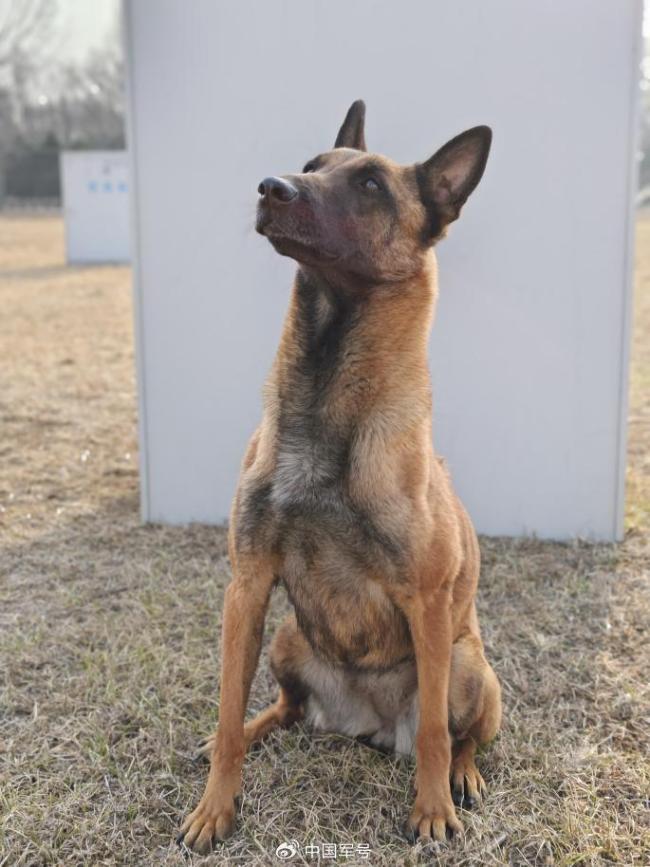 4只光榮退役軍犬征集領(lǐng)養(yǎng)人 尋找溫暖新家