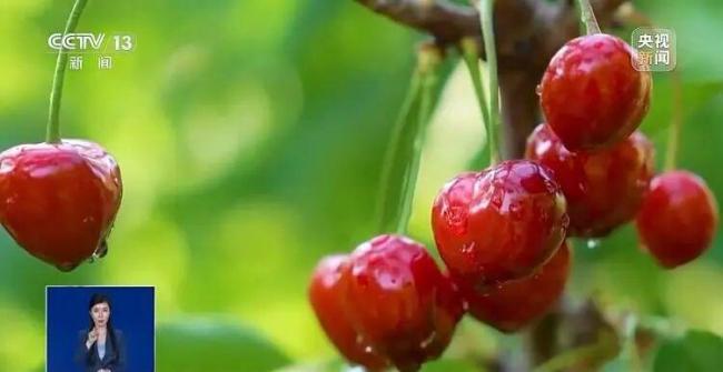 反季節(jié)蔬菜吃了等于白吃？假的 粉碎謠言，真相來了