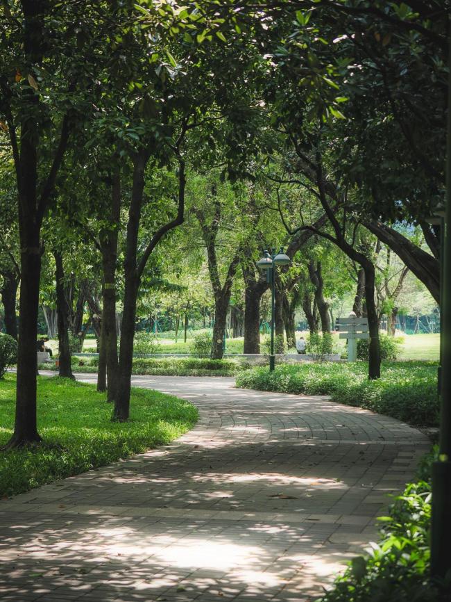 為一棵樹撥打12345 引百萬網(wǎng)友圍觀 共情促改變