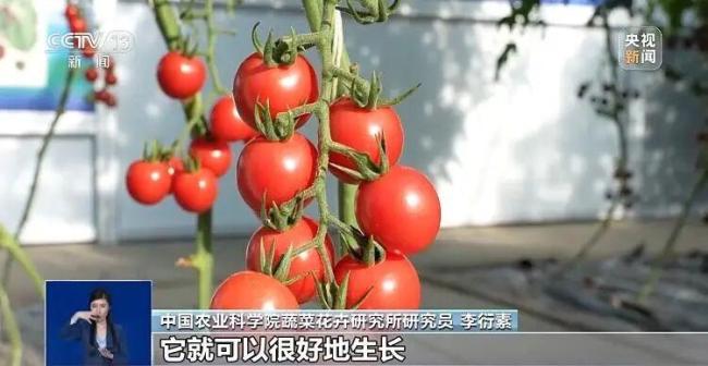 反季節(jié)蔬菜吃了等于白吃？謠言 粉碎不實傳言