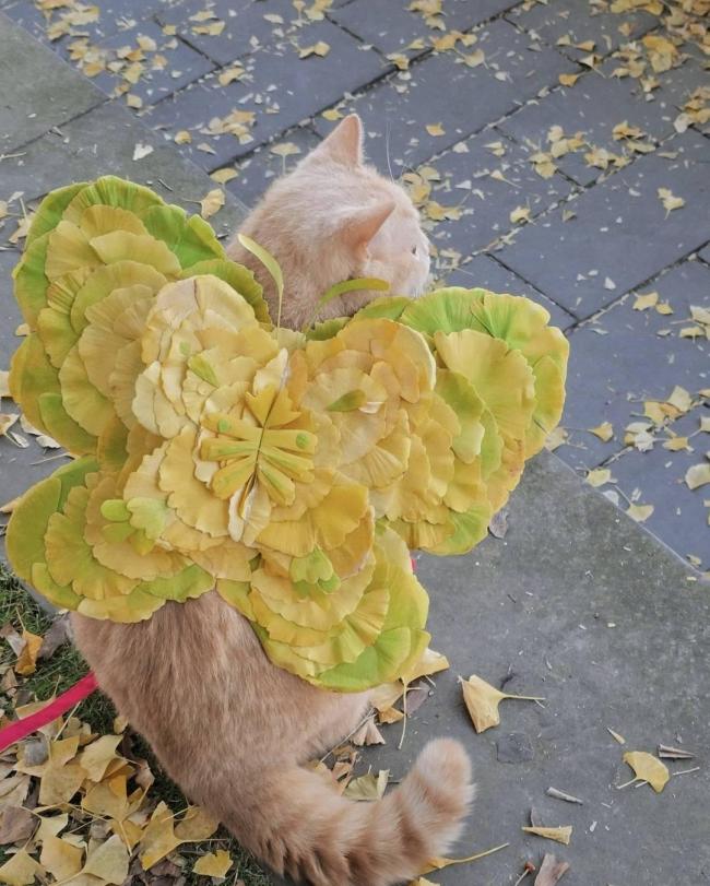 美術老師用銀杏葉給小貓咪做翅膀 創(chuàng)意獲3萬點贊