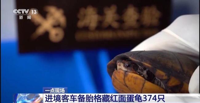 女子褲子內(nèi)藏活蟲入境被查 人體夾藏活蟲進(jìn)境被查獲