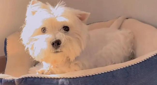 別拿不文明養(yǎng)犬給投毒洗地 北京首例寵物投毒刑事公訴案宣判