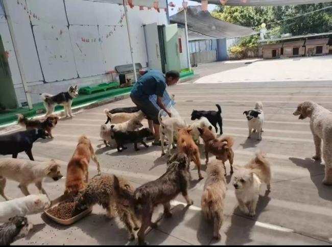 流浪狗基地100多只狗斷糧超20天 饑餓悲劇背后的救助體系崩塌
