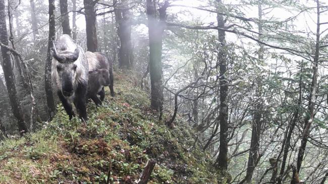 四川10余頭羚牛罕見同框 家族群體活動記錄