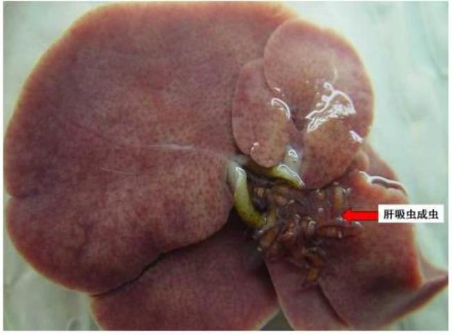 這樣吃火鍋等于“吃蟲” 這些“鮮嫩”吃法最危險！