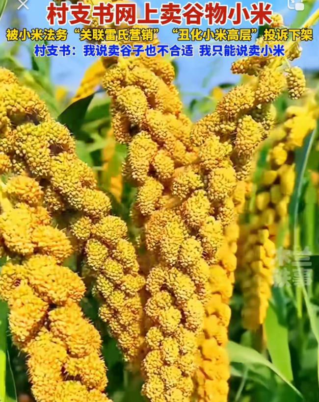 村支書幫村民賣小米被投訴下架 助農(nóng)初心遭誤解
