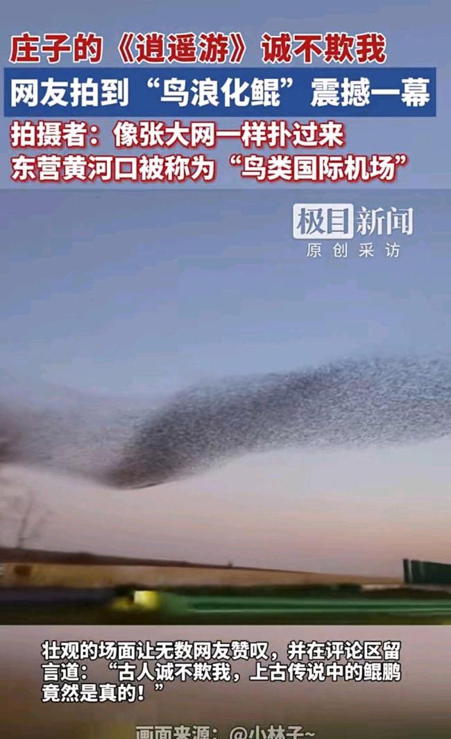 黃河口鳥浪把莊子逍遙游演活了 生態(tài)奇觀照進(jìn)現(xiàn)實(shí)