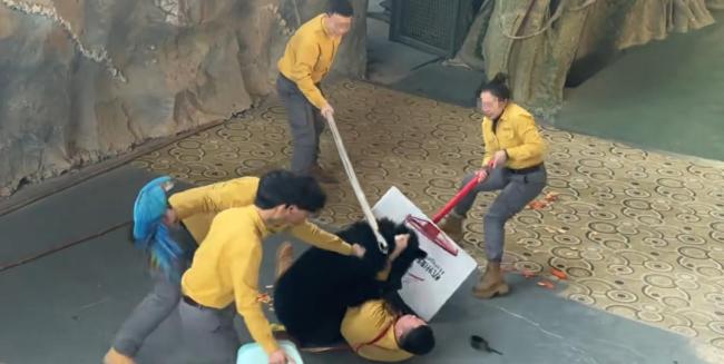 動物園黑熊撲倒馴養(yǎng)員 表演永久停止、馴養(yǎng)員停職轉崗！