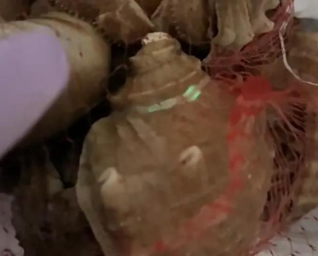 女子買來的寄居蟹殼一碰就亮 真裂蟲引發(fā)的奇妙現象