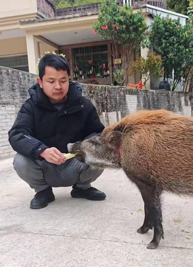 男子收養(yǎng)野豬一年從30斤長(zhǎng)到150斤 成網(wǎng)紅豬拒高價(jià)收購(gòu)