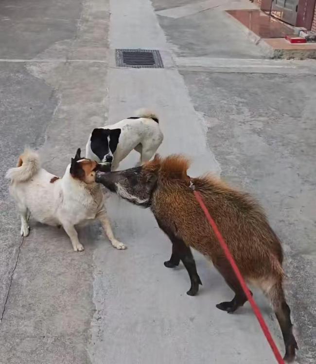 男子收養(yǎng)野豬一年從30斤長(zhǎng)到150斤 成網(wǎng)紅豬拒高價(jià)收購(gòu)