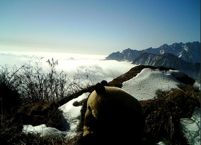 四川拍到野生大熊貓全家福
