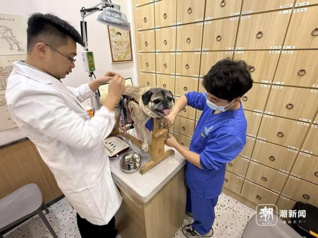 被當(dāng)成“最后的希望” 寵物中醫(yī)火了 中獸醫(yī)診療興起