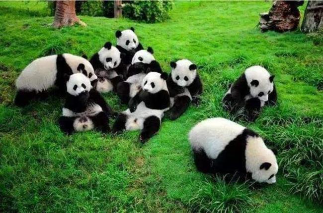 大熊猫珍珍一家的“熊斗”日常 萌态背后的生存智慧