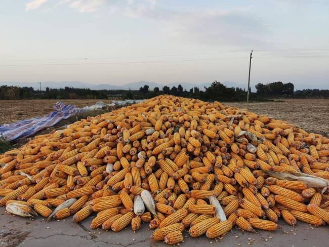 山東玉米突然猛漲 徹底暴露出2件事 低庫存與需求支撐