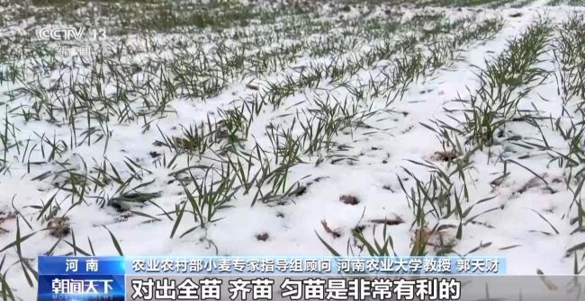 直击寒潮下的农作物“保卫战” 科学防寒保丰收