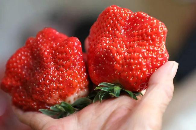 草莓這些年可冤死了 個(gè)大≠打了膨大劑