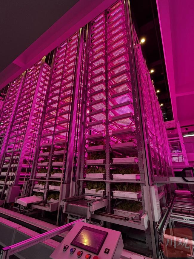 农业科技革新,高楼种植生菜,百平米场地年产达五十吨