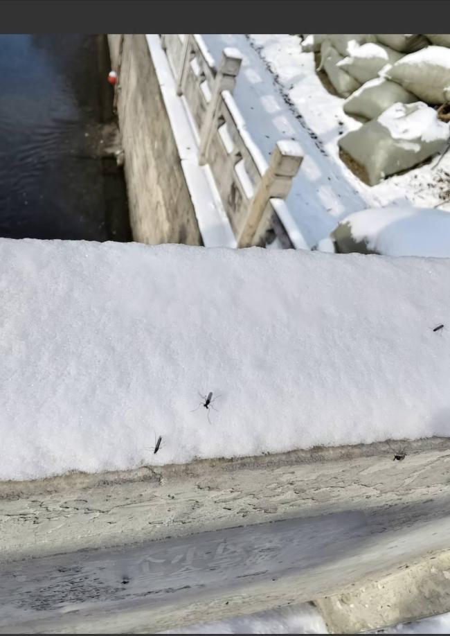 北京雪地上有蚊子在爬?专家回应 淡色库蚊可能性大