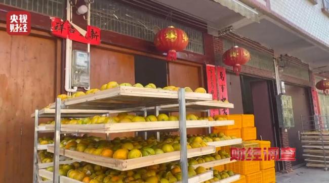 新会陈皮造假:别搞错打假重点 年份与产地乱象揭秘