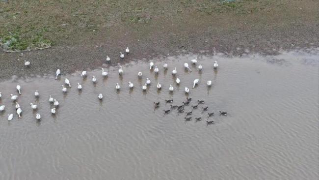 数十万只候鸟是怎么“数”出来的 科学统计护航候鸟安全